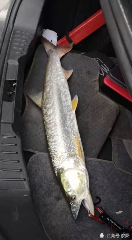 头尖身长,长1.1米,钓友等4小时钓获大鳡鱼