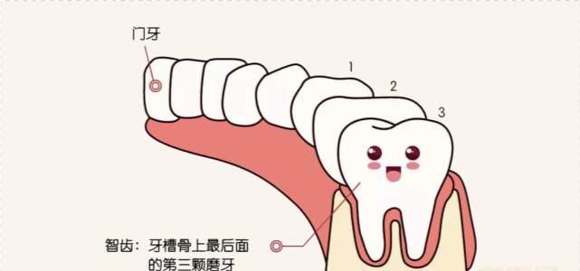 智齒就是指牙槽骨上最後面的第三顆磨牙.