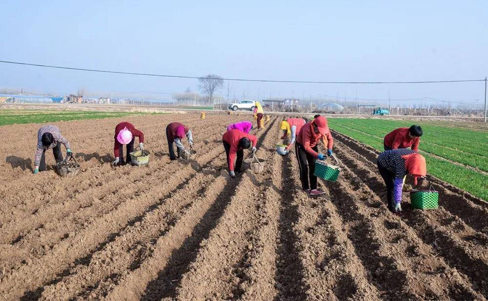 青岛莱西:在春天里播种希望和美好_腾讯新闻