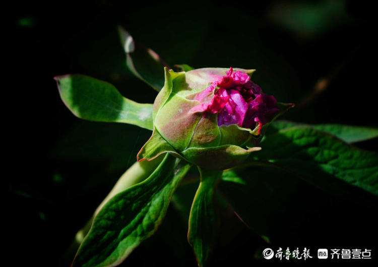 情报站济南泉城公园牡丹花含苞待放花花世界等你来打卡