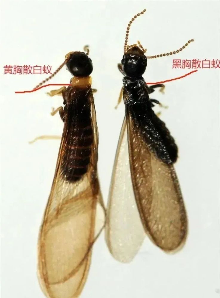 黄胸散白蚁和黑胸散白蚁,我市常见的白蚁类型为白蚁成虫分飞高峰来了!