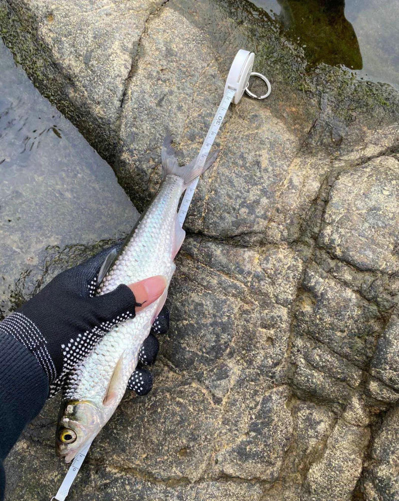 筷子长的餐条?广东钓友,钓起许多大型餐条鱼,看起来像小草鱼