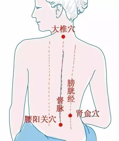 女性肾的位置图片后背图片