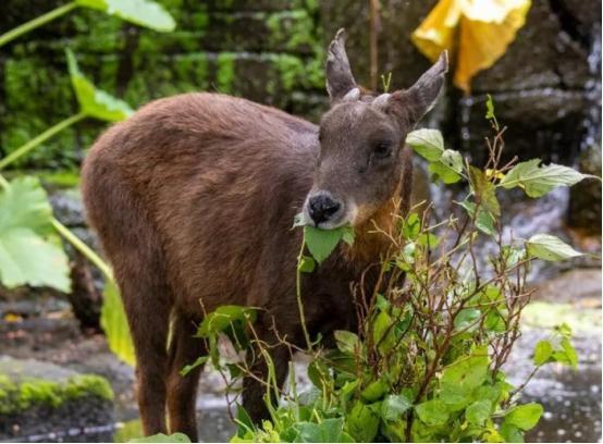 浙江大爷在山上发现一奇怪动物误认为是山羊