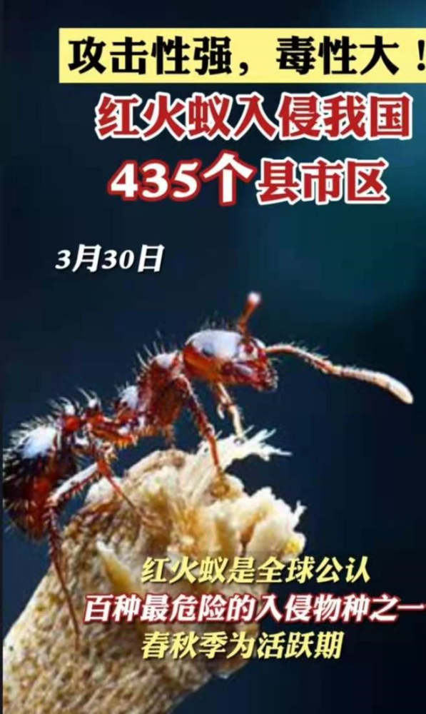 注意!红火蚁入侵我国!_腾讯新闻
