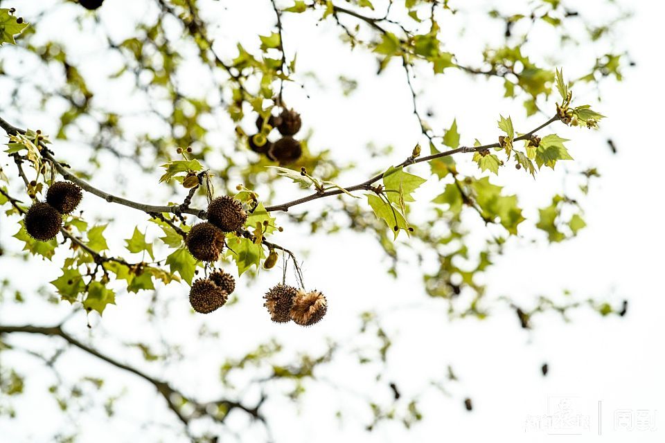 记者看到,飞絮洋洋洒洒掉落,梧桐树下的树根处被黄色的飞絮填满,嫩绿