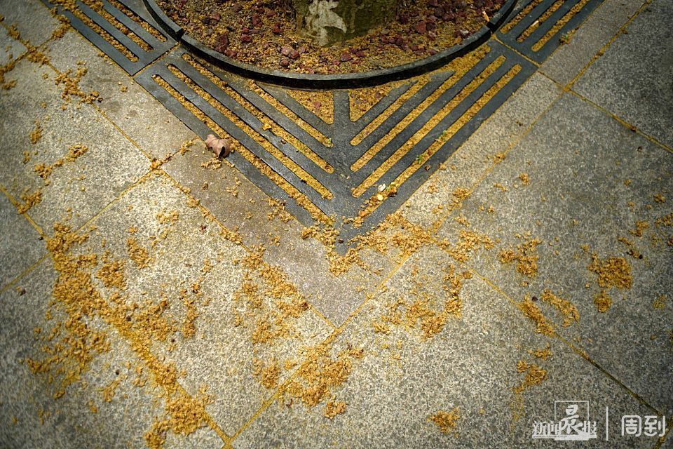 申城空气质量严重污染叠加梧桐飞絮迷人眼晨镜头