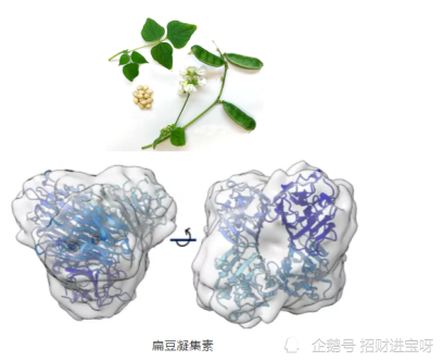 凝集素的介绍说明及其分类