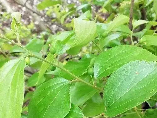 朴籽树(学名朴树,又名朴枳树,朴仔树等),榆科,落叶乔木,叶片椭圆形