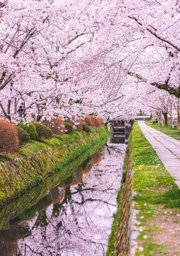 又到花开烂漫的樱花季日本樱花到底有多好看