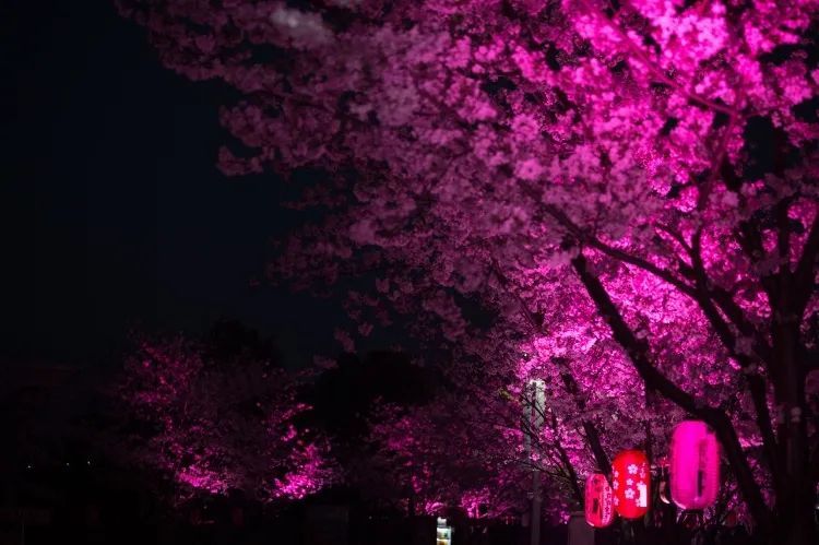 夢幻!寧波此地的櫻花夜景太漂亮,一切皆是美好