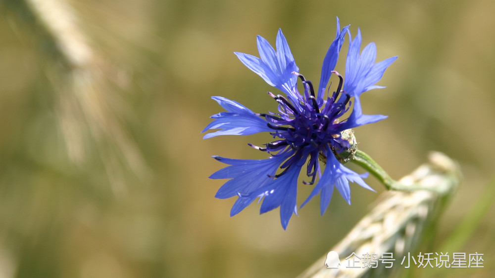 3月31日爱情运势 牵手真爱 恋恋不舍的四大星座 腾讯新闻