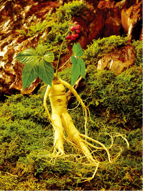 都说千年人参会跑,究竟是咋"跑"的?并非是封建迷信_腾讯新闻