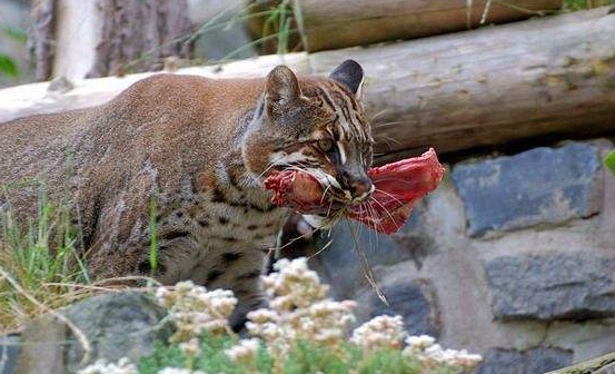 古代猛兽"彪"是什么动物?能杀死老虎,2005年后我国只拍到3次_腾讯新闻