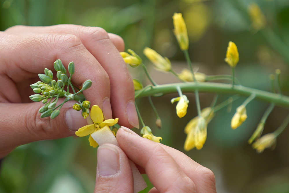 (经济)河北邢台:甘蓝花开忙授粉