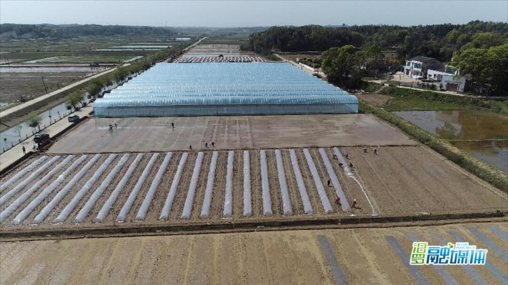 汨罗30000平方米育秧工厂保秧护苗