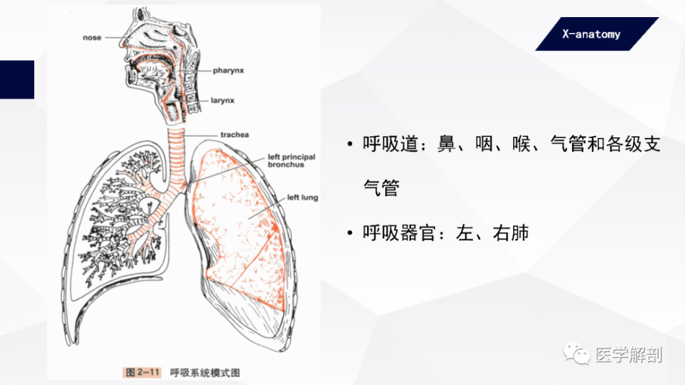 人体解剖学 呼吸器 鼻 腾讯新闻