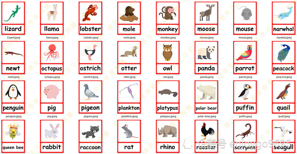全套100多个动物闪卡最佳英语启蒙工具 腾讯新闻