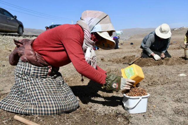 蕨麻采收好时节,在阿坝县各莫乡,安斗乡,查理乡连片的蕨麻种植基地里