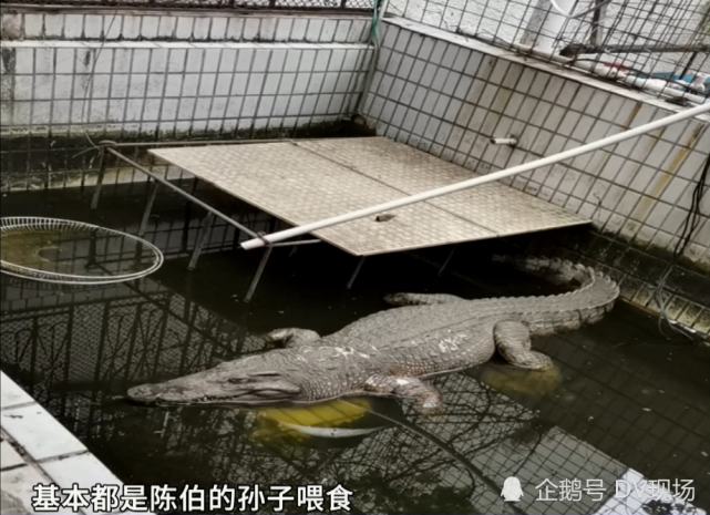 街坊捡小鳄鱼当宠物在天台养几年后体型接近一米九