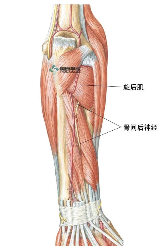 橈神經解剖及相關疾病_騰訊新聞