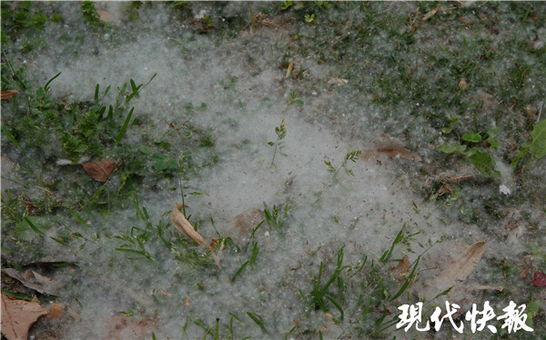 春来了南京又下梧桐毛毛雨