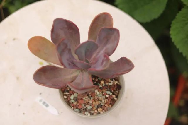 中提琴景天科厚叶石莲属多肉植物大型石莲花