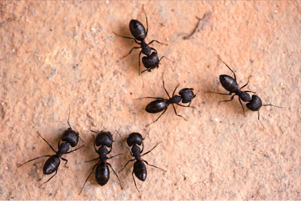 一只蚂蚁究竟有多可怕,带你认识不一样的红火蚁