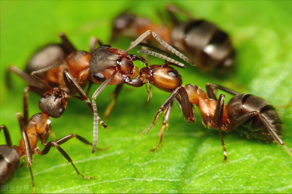 一只蚂蚁究竟有多可怕,带你认识"不一样"的红火蚁_腾讯新闻