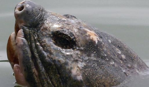 越南有一只巨鳖,被称为国宝祥瑞,传说曾帮古代帝王打败明朝军队