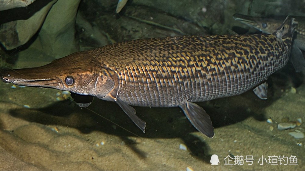 广东水域频繁出现3米长重达百斤的鳄雀鳝,钓鱼人:此鱼危害极大