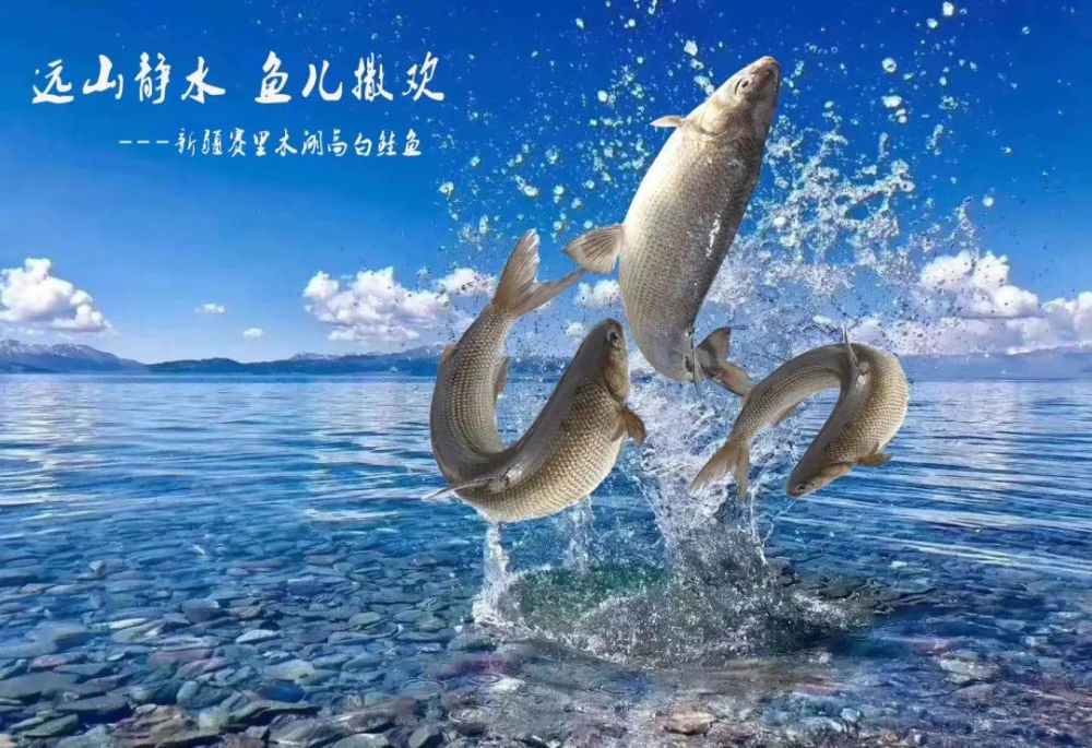 技術最先進,品種最多的白鮭魚類繁育場;溫泉賽湖冷水魚加工廠,是新疆