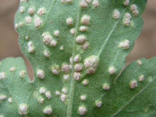 到了34月菊花容易得3种病早发现用对药就能治疗