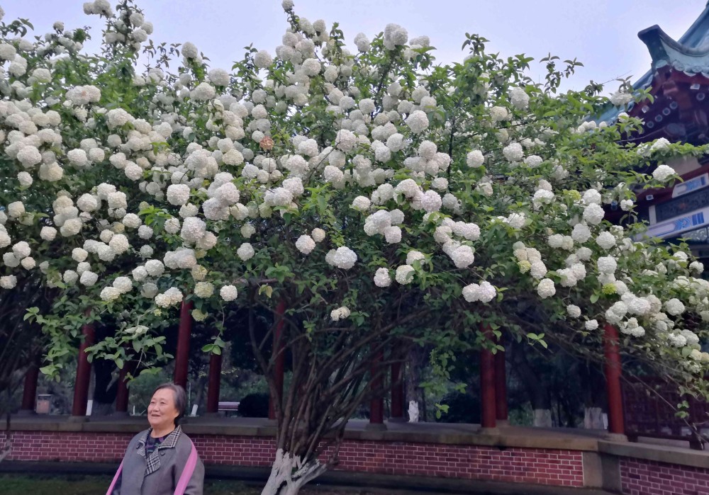 长沙烈士公园樱花图片