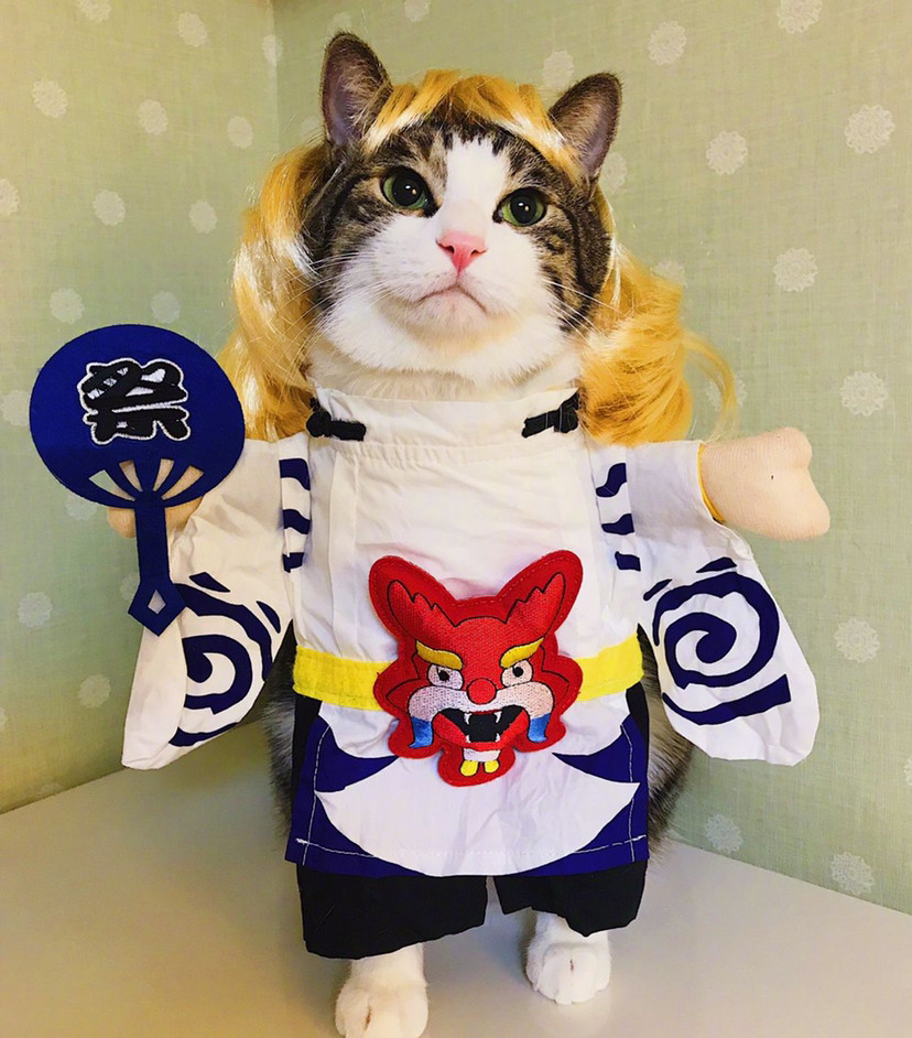 给家里猫cosplay是什么体验?角色你认识几个?