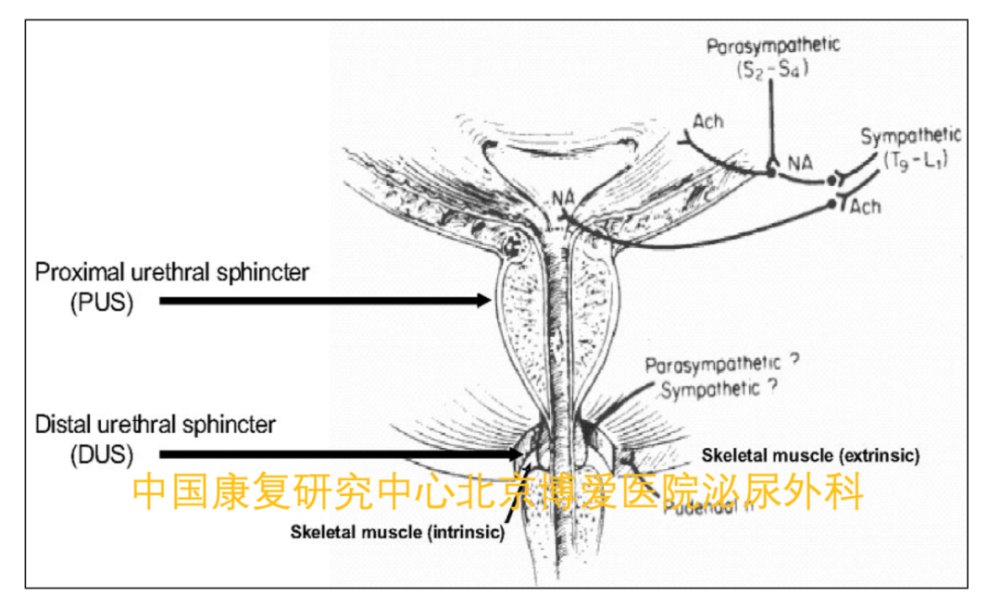 简单说,正常的男性尿道括约肌分为两个功能单位,即尿道近端括约肌和