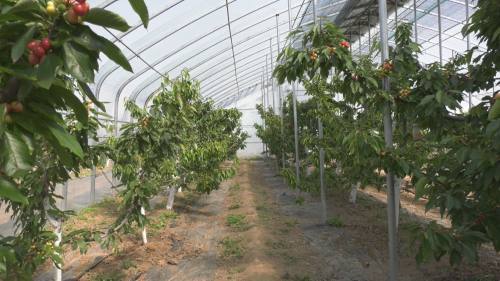 大棚樱桃即将成熟,预计亩产效益可达7万元左右