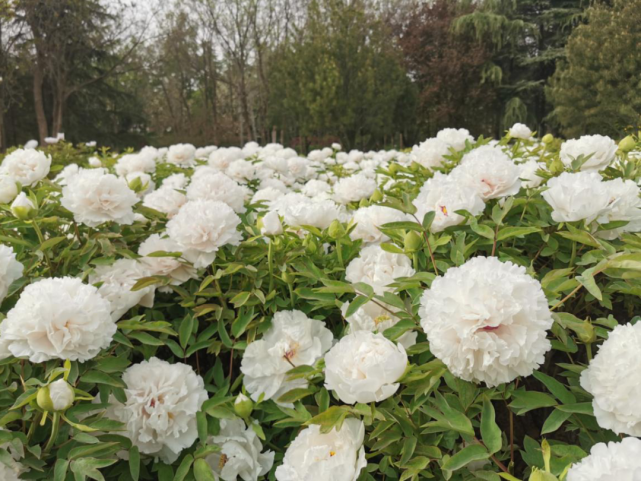 持续关注 3月31日洛阳牡丹花情预报 腾讯新闻