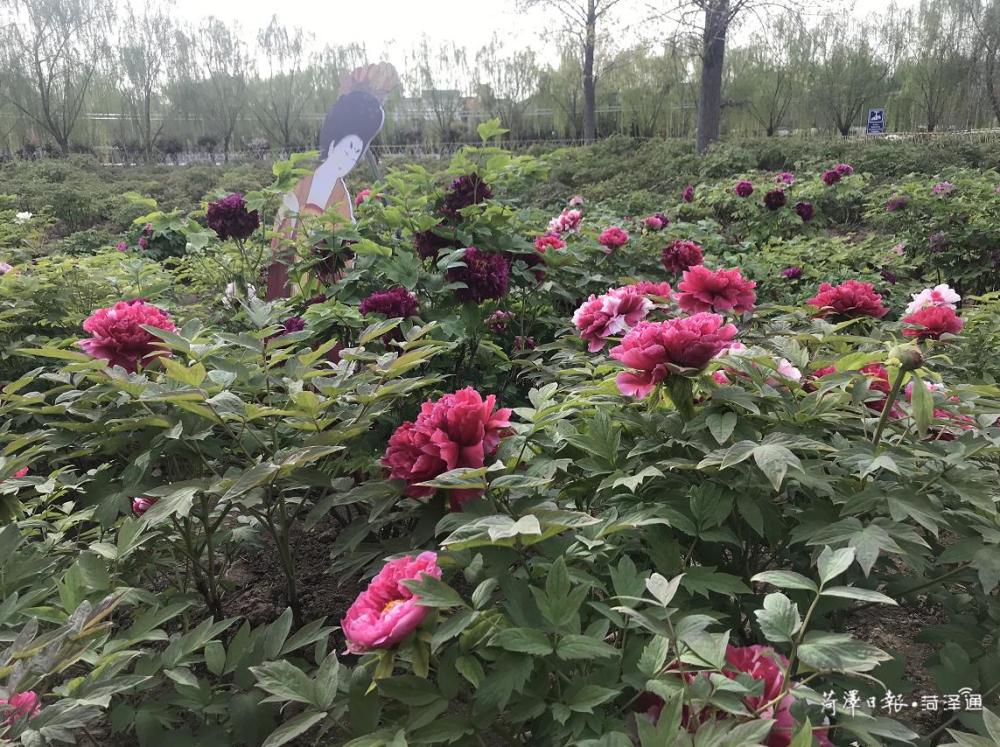 及2021菏泽市文化旅游发展大会的到来,中国牡丹园景区启动了备战模式