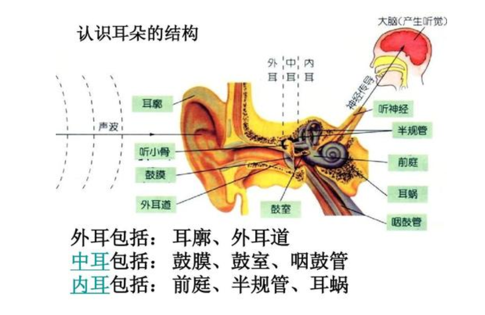 也相当于是人对自己自身运动状态的一个感受器,当人的头部位置与地球