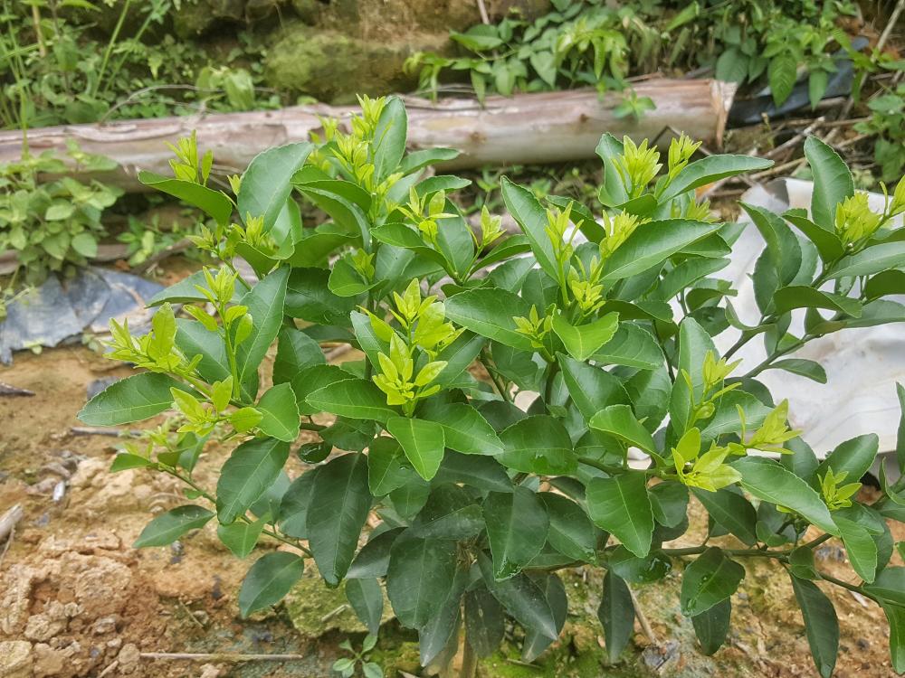 柑橘幼树怎么管理长势好柑橘幼树用什么水溶肥料长得好