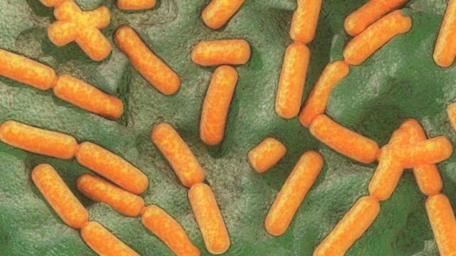 绿硫细菌是一类厌氧型光合细菌.