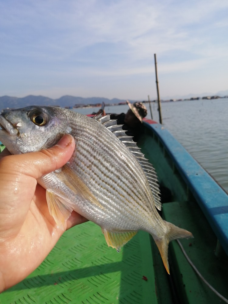 海釣不難,掌握潮汐誘餌釣法,教你如何高效釣獲黑鯛