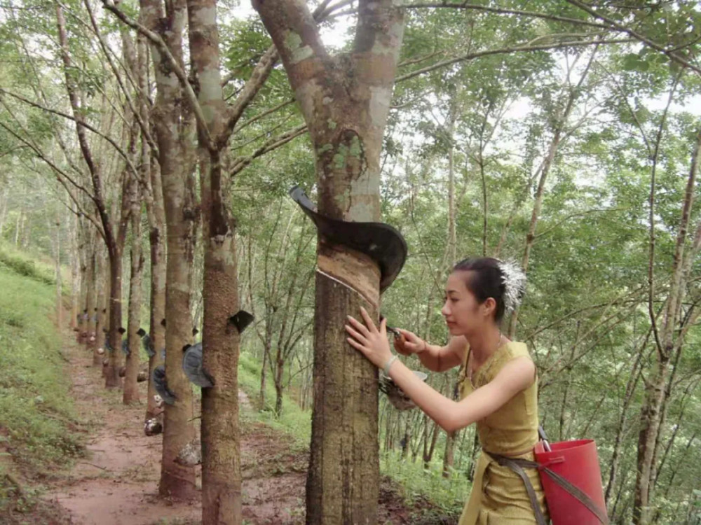 美麗雲南第二季浸潤幾代人青春熱血的植物美物天然橡膠