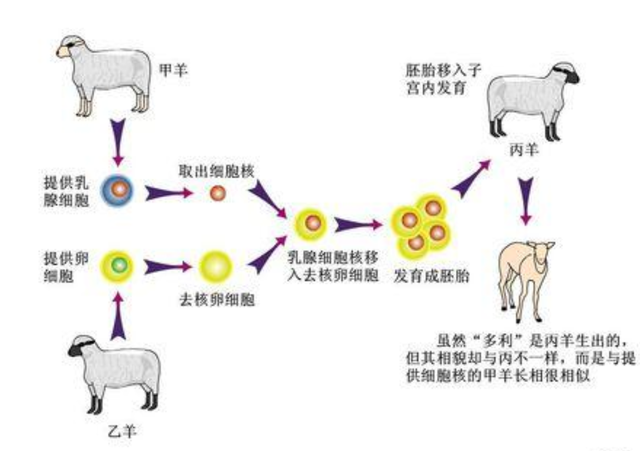 24年前首只克隆羊多利的诞生引起世界关注最终结局如何