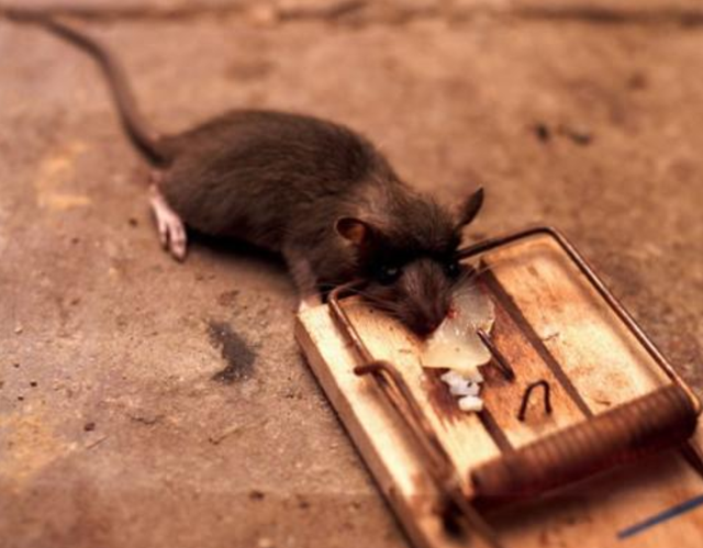 灭鼠大王邱满囤一次灭鼠35万只重达80吨遭到专家狠评