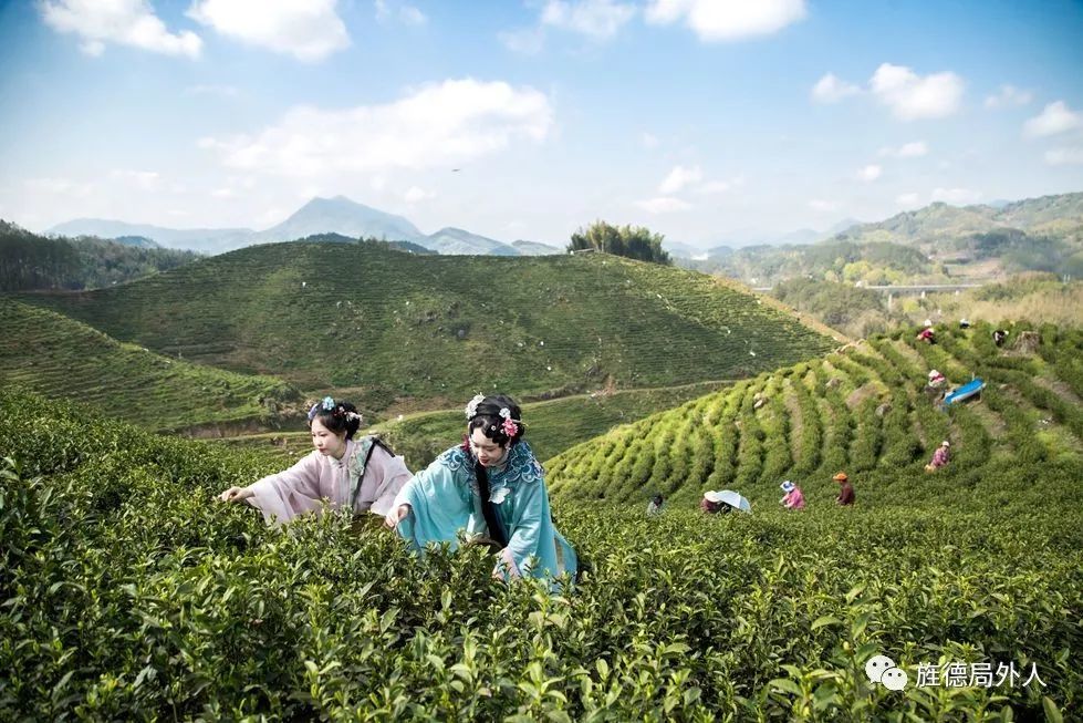 春游江淮请您来清明后谷雨前柳溪万亩茶山采茶去