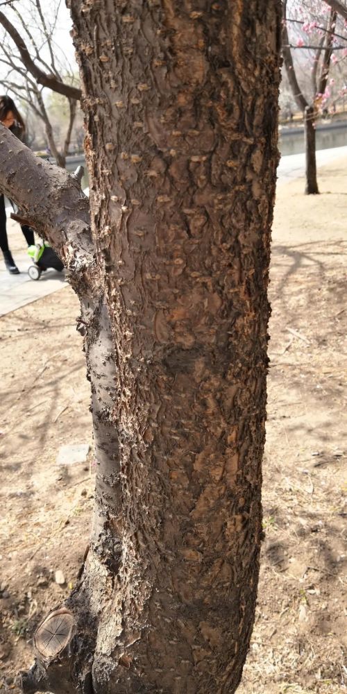 山杏树皮暗灰色,粗糙,无皮孔.