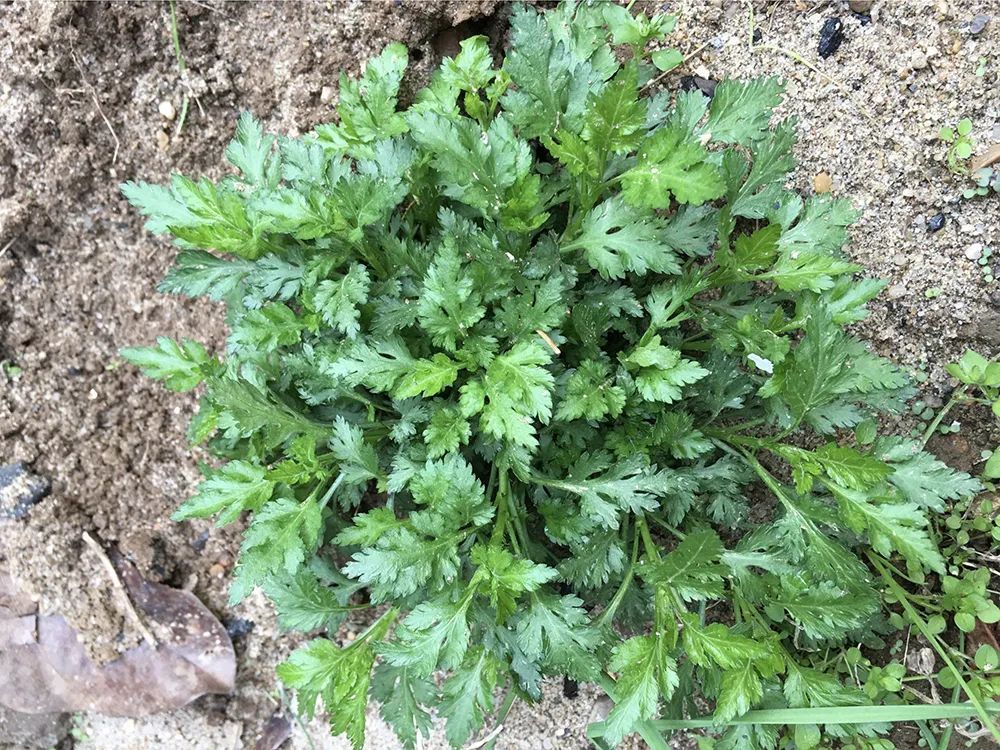 這8種野菜被稱為