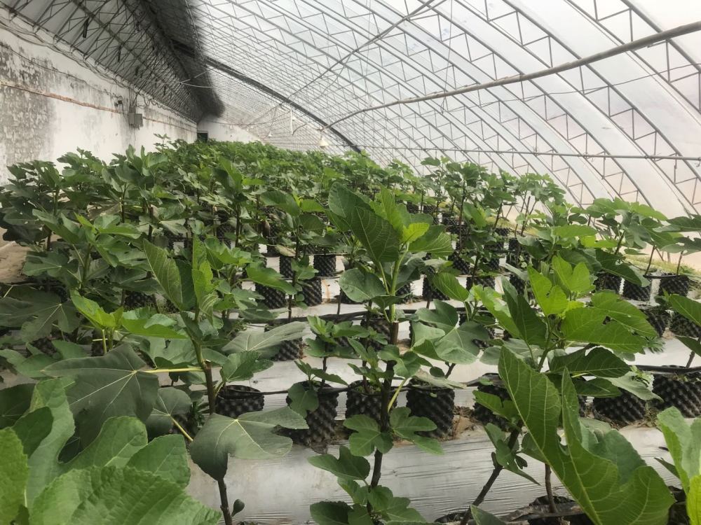 5月上市全省最大规模化无花果种植基地在大庆